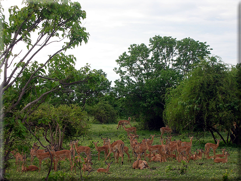 foto Parco nazionale del Chobe